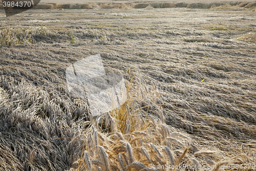 Image of destroyed by the storm wheat