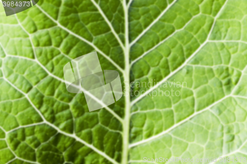 Image of green leaves of horseradish