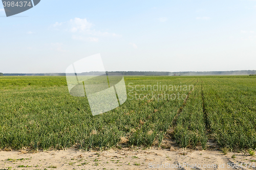 Image of field with green onions