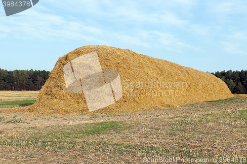 Image of stack of straw in the field