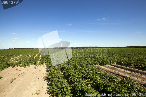 Image of Field with potato