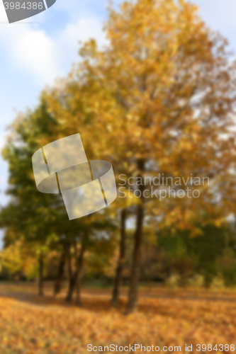 Image of autumn in the park