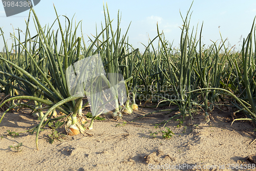 Image of field with green onions