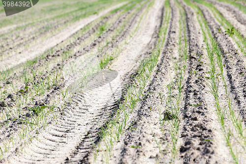 Image of field with green onions