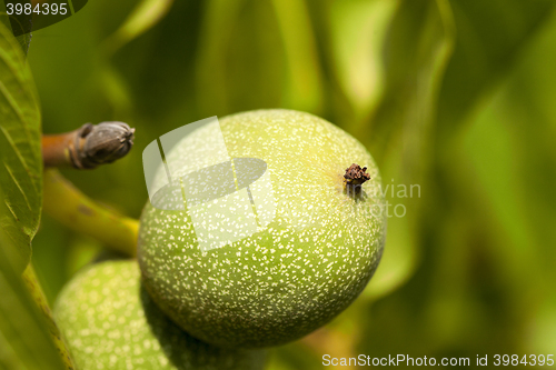 Image of unripe green walnuts