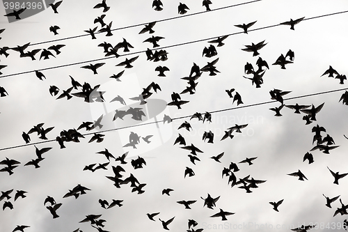 Image of birds flying in the sky