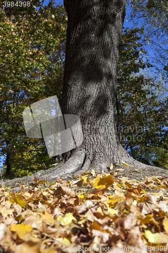 Image of autumn in the park