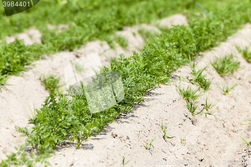 Image of Field with carrot