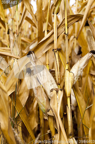 Image of field with mature corn