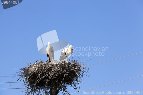 Image of storks in the nest