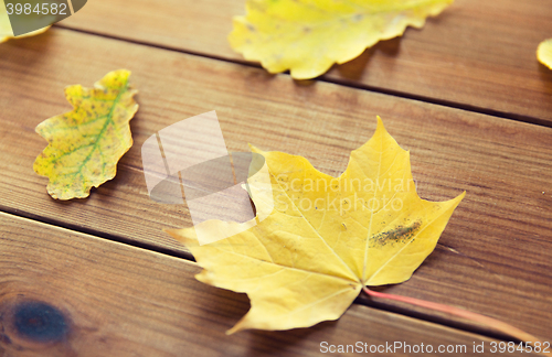 Image of close up of many different fallen autumn leaves