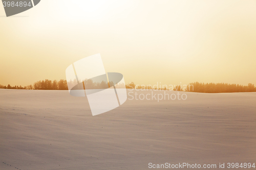 Image of forest in winter, dawn