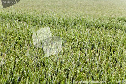 Image of green cereals , spring