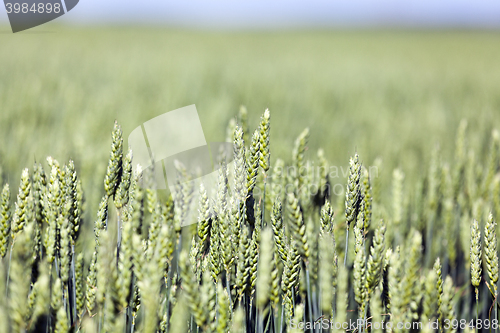 Image of immature green grass