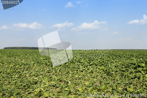 Image of Field with sugar beet