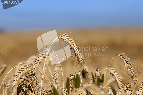 Image of ripe yellow cereals