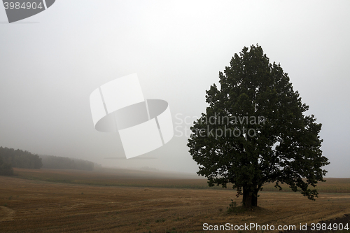 Image of tree in the field