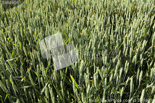 Image of agricultural field wheat