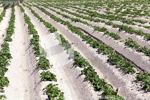 Image of Agriculture, potato field