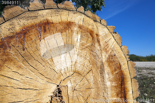 Image of cut down a tree, close-up