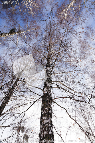 Image of Birch tree in winter