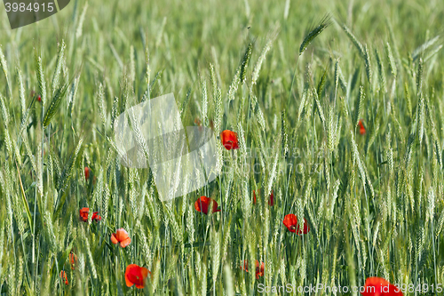Image of Red poppy flowers