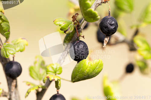 Image of dried berries harvest