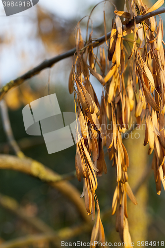 Image of maple seeds fall