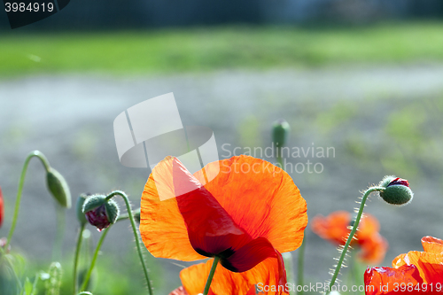 Image of red poppies. summer