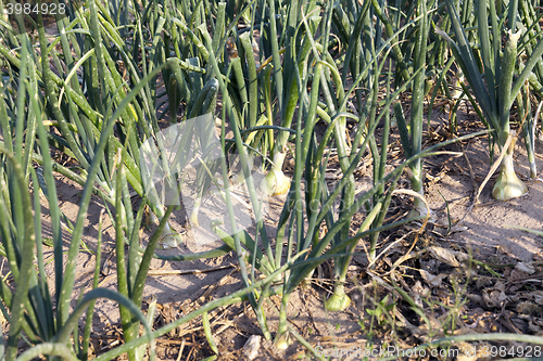 Image of field with green onions