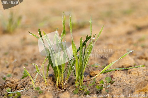 Image of young grass plants, close-up