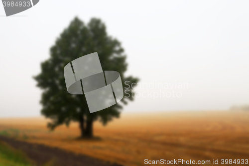 Image of tree in the field