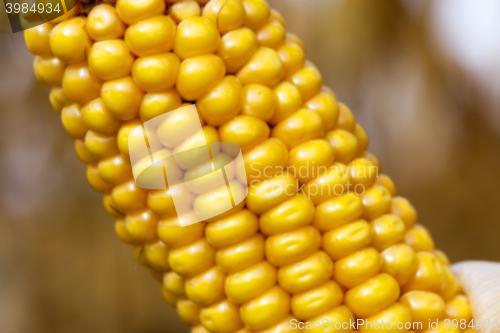 Image of mature corn crop