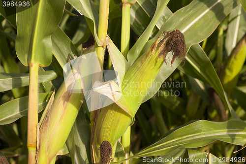 Image of Field with corn