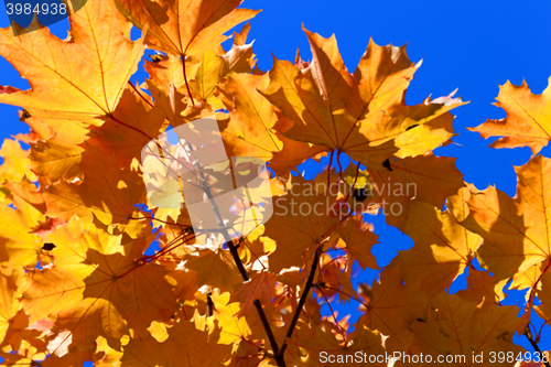 Image of autumn in the park