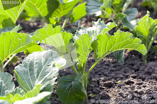 Image of Field of cabbage, spring