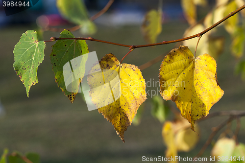 Image of autumn in the park