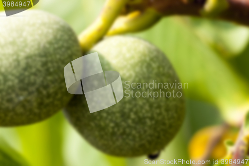 Image of unripe green walnuts