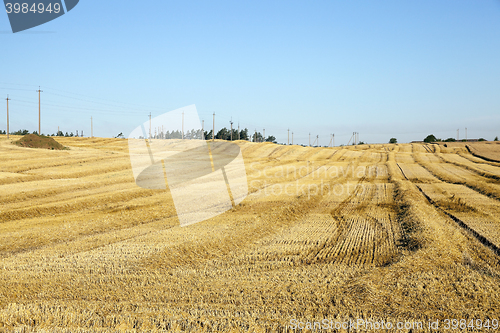 Image of agricultural field with cereal