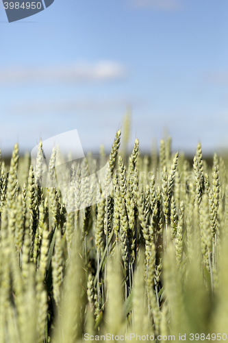 Image of immature green grass