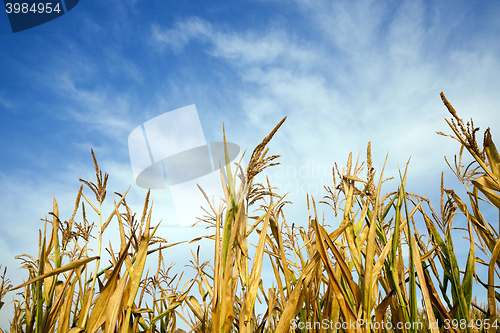 Image of Field with corn