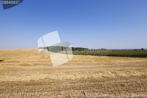 Image of farm field cereals