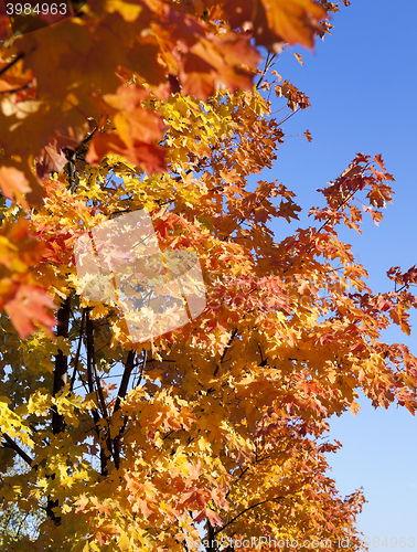 Image of yellowing leaves on the trees