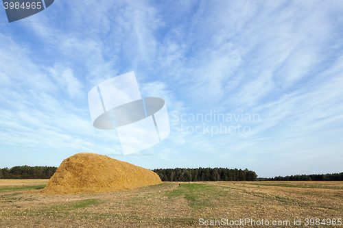 Image of stack of straw in the field
