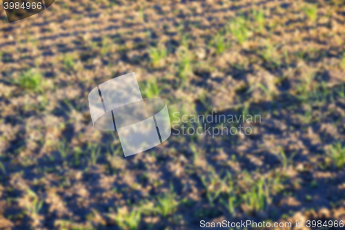 Image of young grass plants, close-up