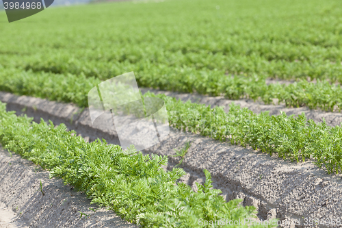 Image of Field with carrot