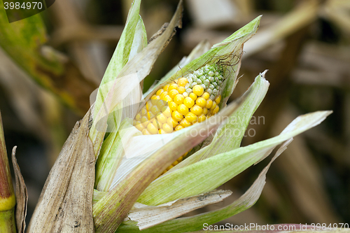 Image of mature corn crop