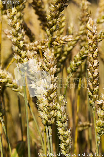 Image of grow ripe cereals