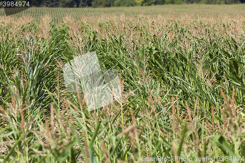 Image of Field with corn