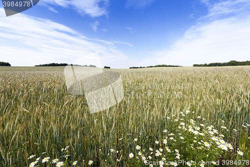 Image of flowers in the field